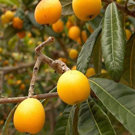 plant image 944676