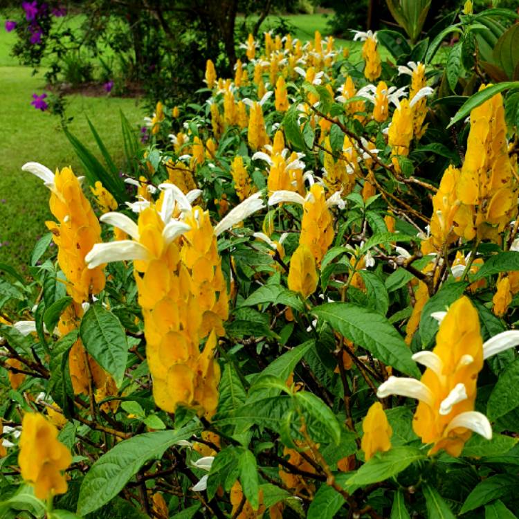 plant image 972121