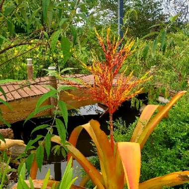 Aechmea blanchetiana