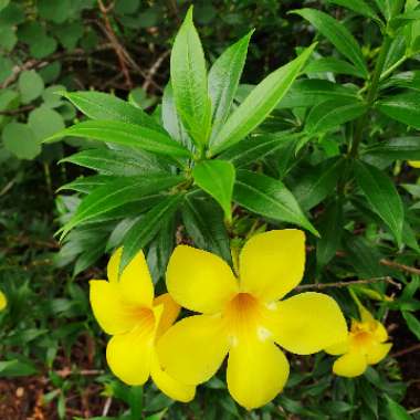 Allamanda