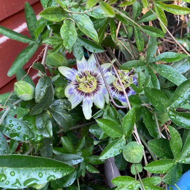 Passiflora