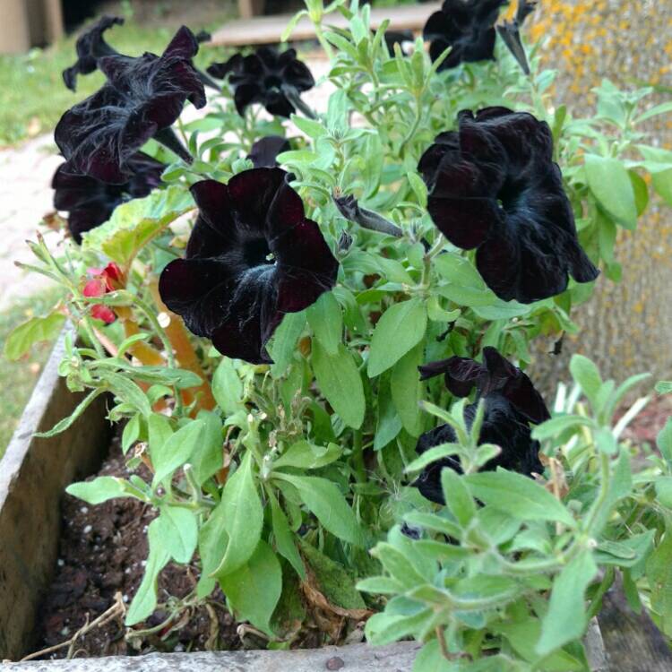 Plant image Petunia 'Sweetunia Black Satin'