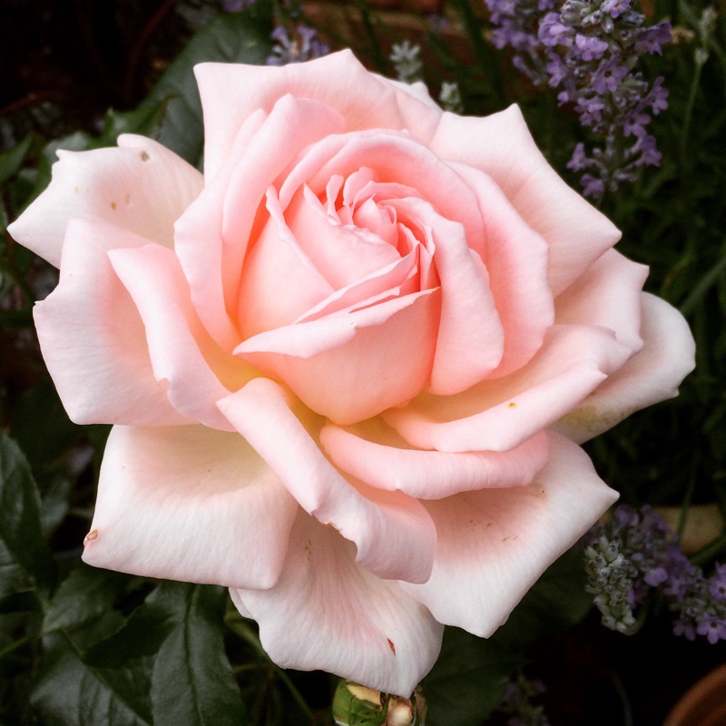 Plant image Rosa 'Chandos Beauty'