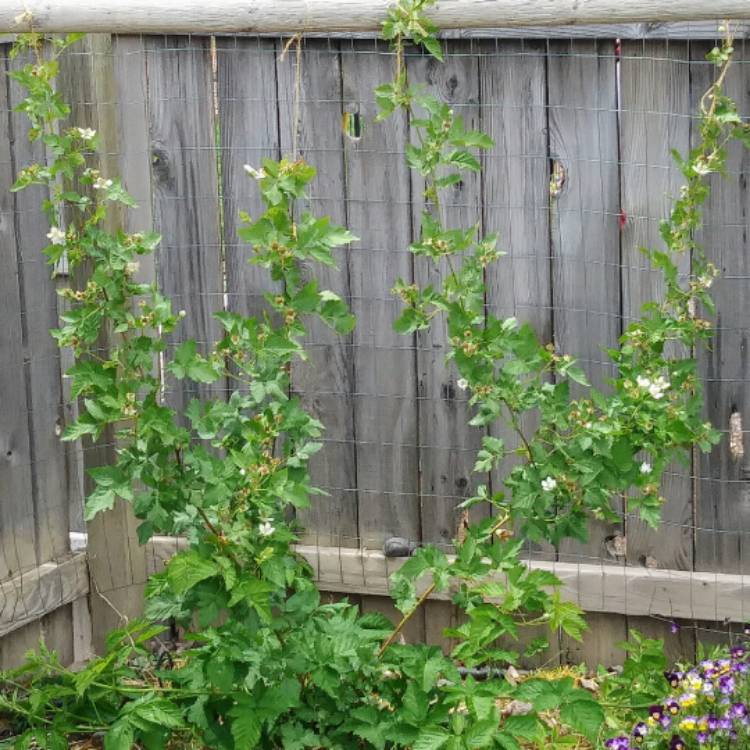 plant image 441615