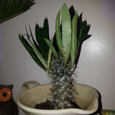 Pachypodium lamerei