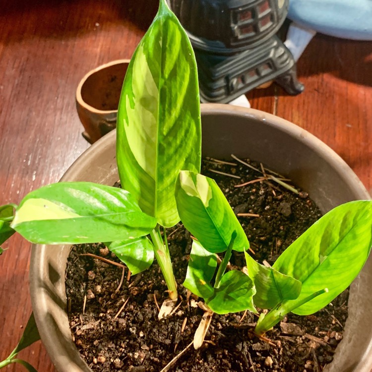 Plant image Ctenanthe lubbersiana 'Brazilian Snow'