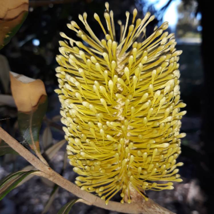 Plant image Banksia