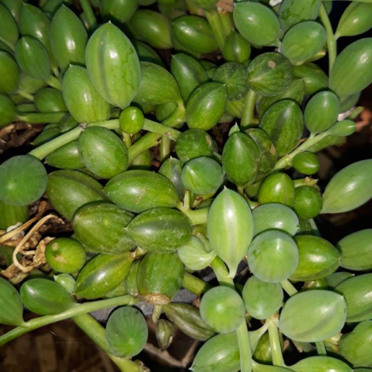Plant image Senecio 'String Of Lanterns'
