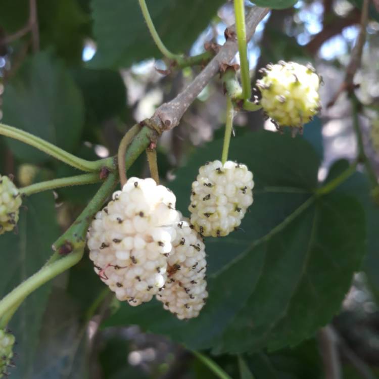 Plant image Morus Alba