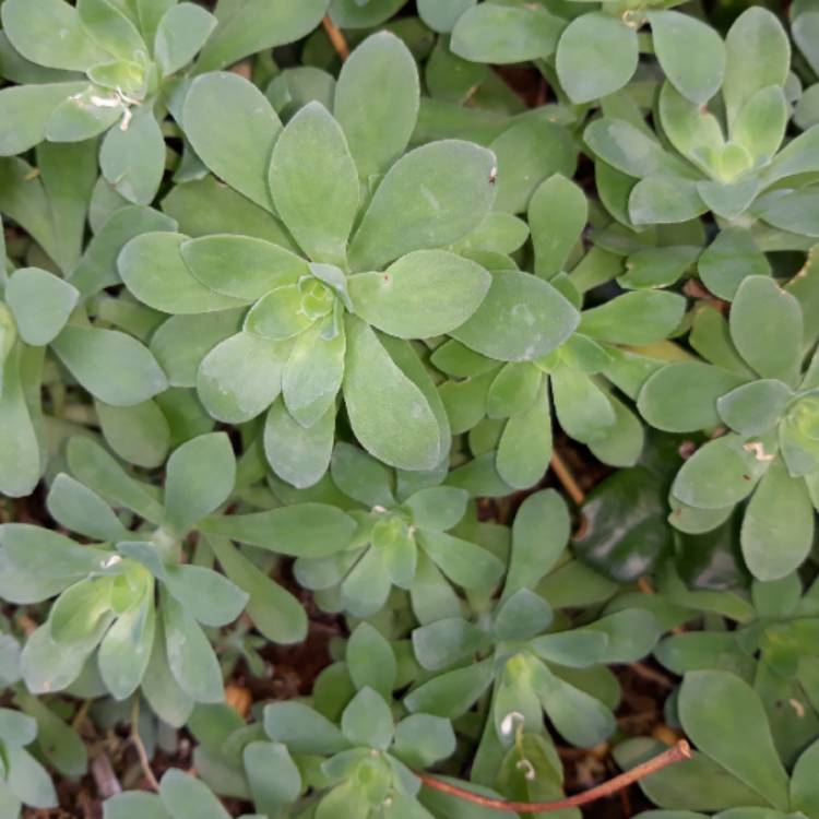 Plant image Sedum Palmerii
