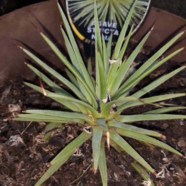 Plant image Agave Stricta Nana