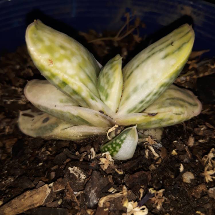 Plant image Gasteria Frosty
