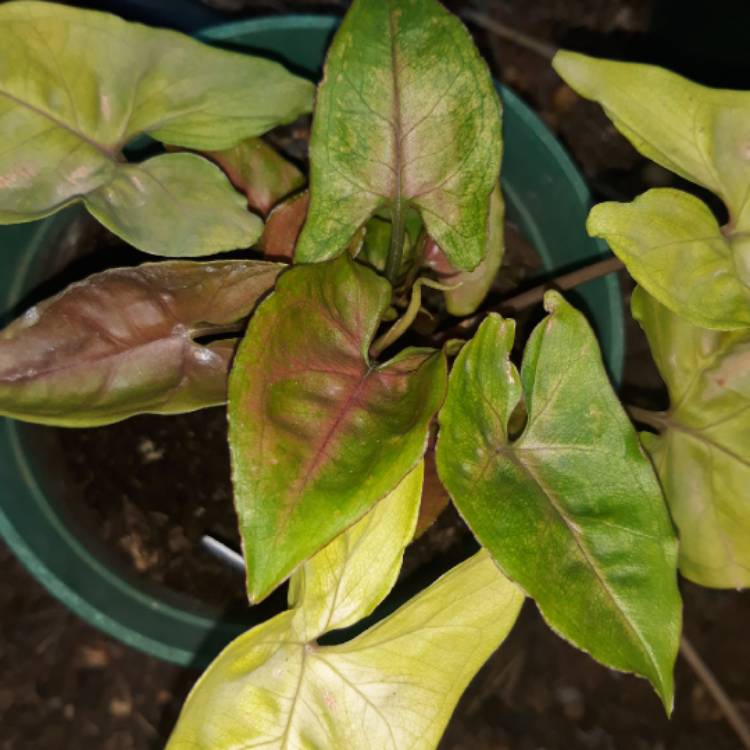 Plant image Syngonium podophyllum 'Bronze'
