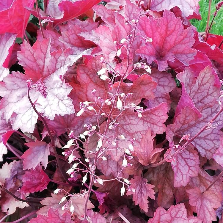 Plant image Heuchera 'Fire Chief'