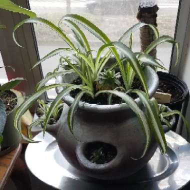 Jenna's garden