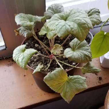 Jenna's garden