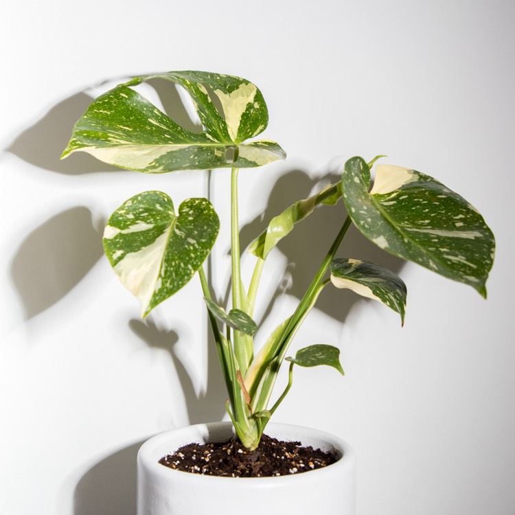 plant image 1326727