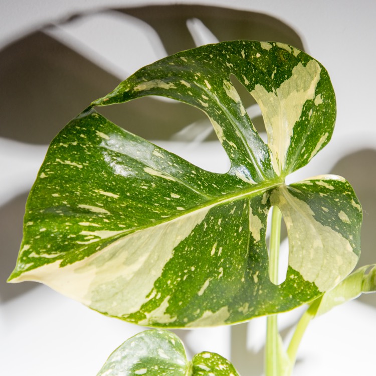plant image 1327481