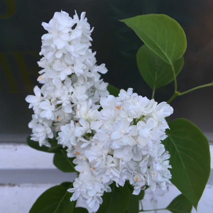 Plant image Syringa vulgaris 'Krasavitsa Moskvy' syn. Syringa vulgaris 'Beauty Of Moscow'