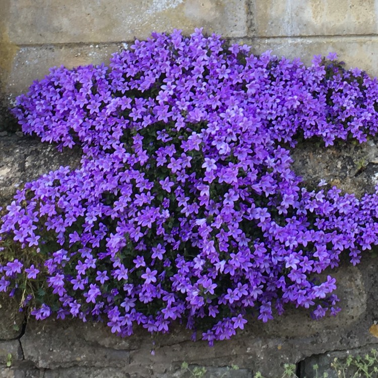 plant image 404758