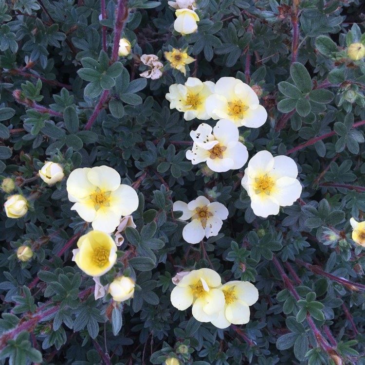 Plant image Potentilla fruticosa 'Elizabeth'