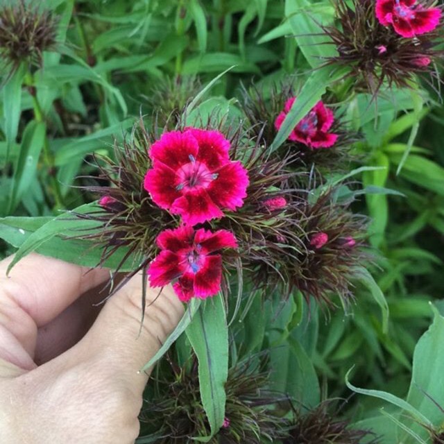 Plant image Dianthus barbatus 'Sweet™ Black Cherry'