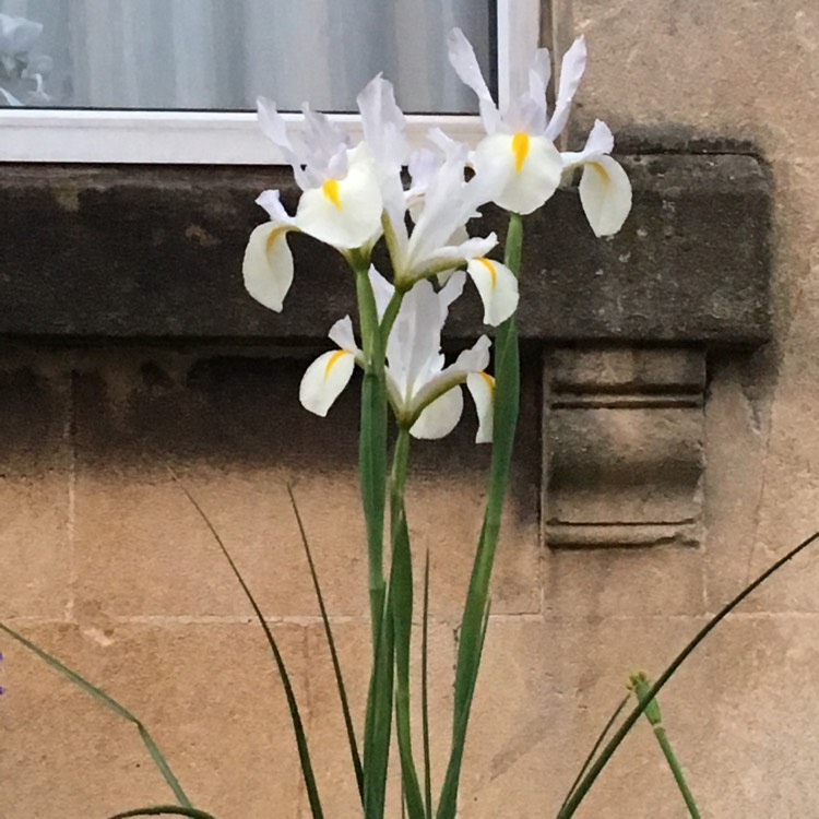Plant image Iris Japonica 'Nada'