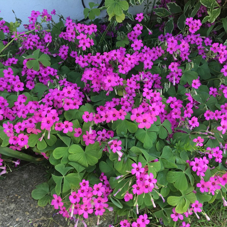 Plant image Oxalis articulata 'Festival'