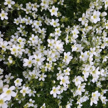 Lusia's garden