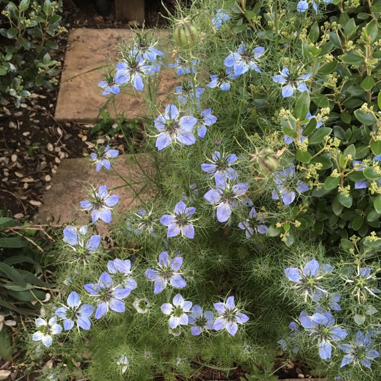 plant image 434509