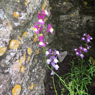 Lusia's garden