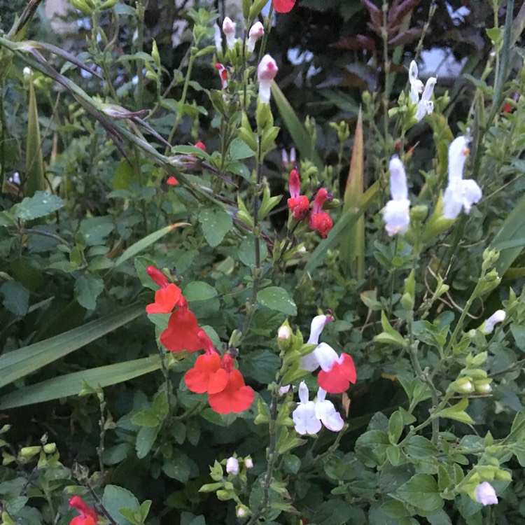 plant image 441045