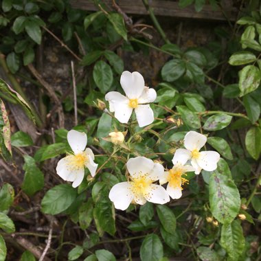 Rose (Species) Dog Rose