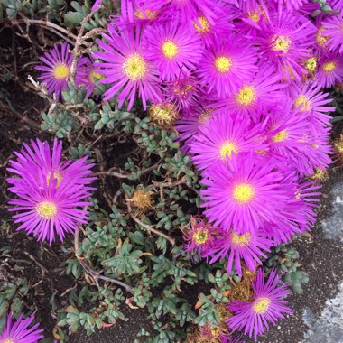 Lusia's garden