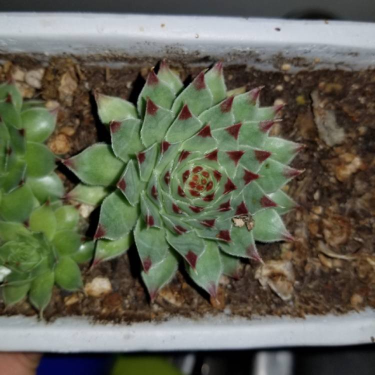 Plant image Sempervivum Tectorum var. Calcareum