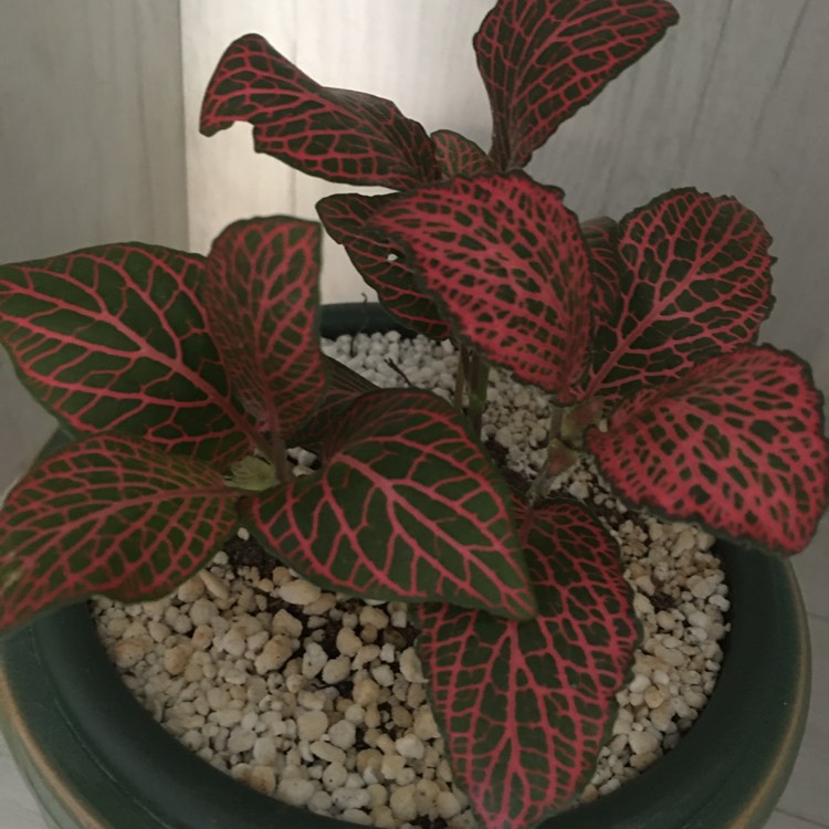 plant image 1341423