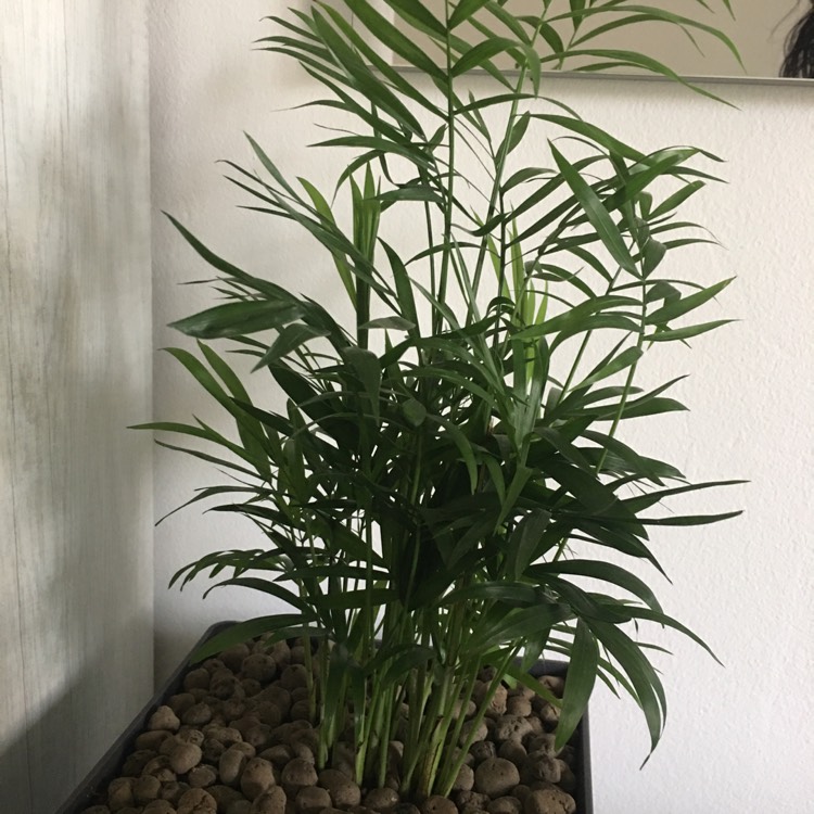 plant image 1341426