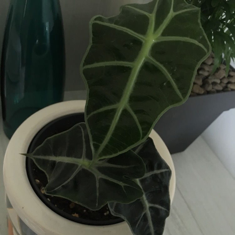 plant image 1341429