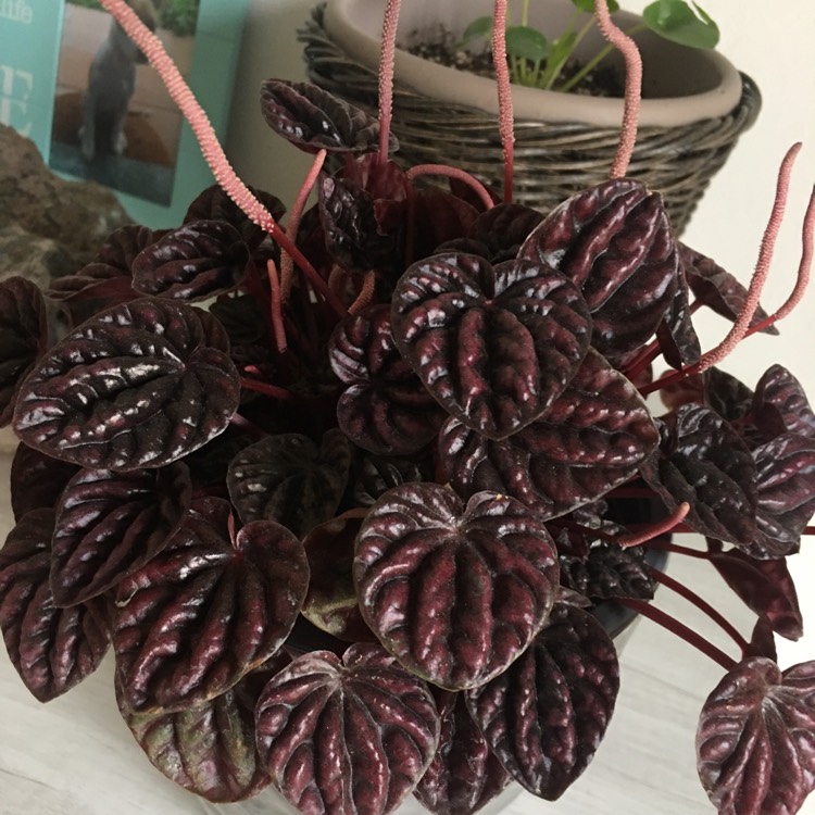 plant image 1341440