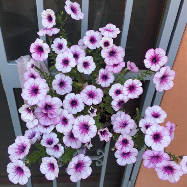 Petunia