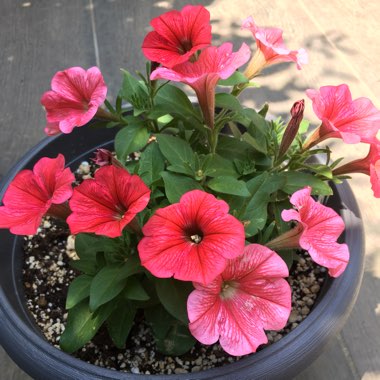 Petunia