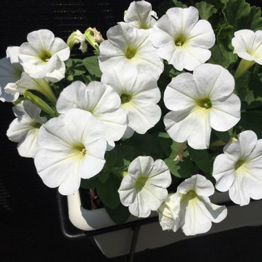 Petunia