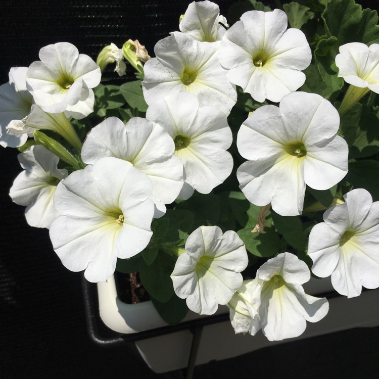 plant image 1344034