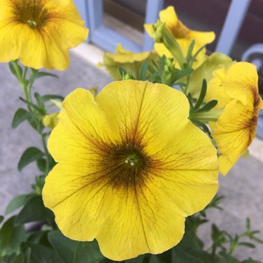 La's garden