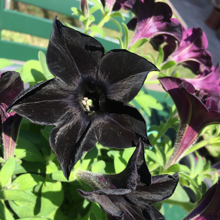Plant image Petunia 'Black Velvet'
