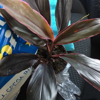 Cordyline 'Purple Compacta'