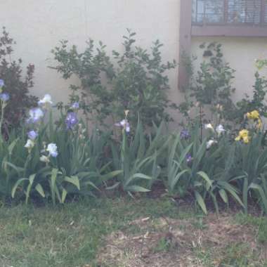 Laura's garden