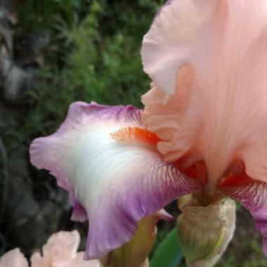 Bearded Iris 'Poesie' (Tall)