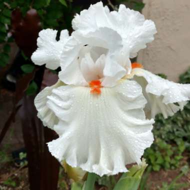 Bearded Iris 'Lark Ascending' (Tall)