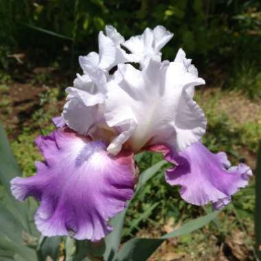 Bearded Iris 'Off The Shoulder'
